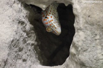 Tokeh (Gekko gecko)