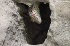 Tokeh (Gekko gecko) im Zoo Neuwied