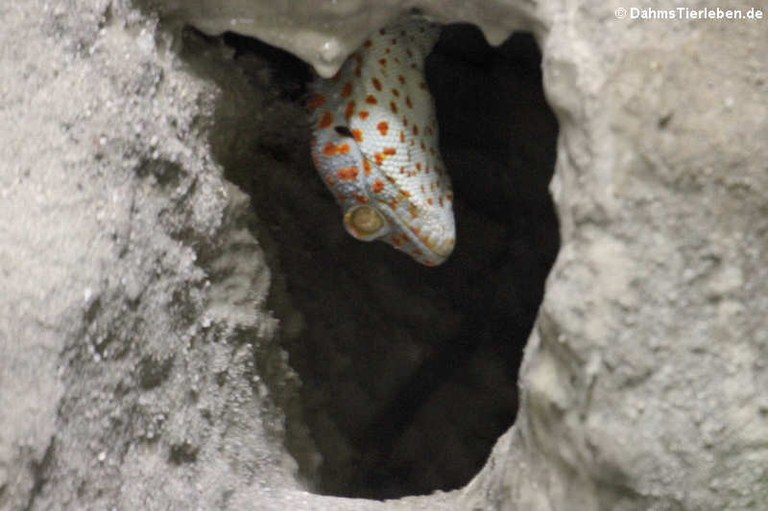 Gekko gecko