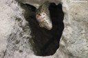 Gekko gecko