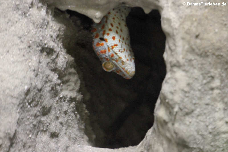 Tokeh (Gekko gecko)