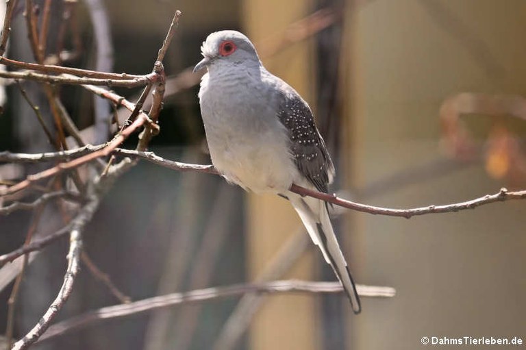 Geopelia cuneata