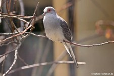 Diamanttäubchen (Geopelia cuneata) im Zoo Neuwied