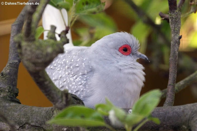 Geopelia cuneata