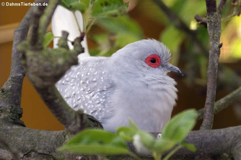 Diamanttaube (Geopelia cuneata)