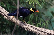 Großer Beo (Gracula religiosa) im Kölner Zoo