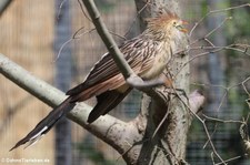 Guirakuckuck (Guira guira) im Zoo Neuwied