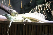 Philippinische Segelechsen (Hydrosaurus pustulatus) im Zoo Neuwied