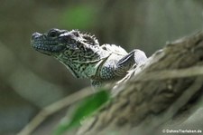 Molukkensegelechse (Hydrosaurus weberi) im Zoo Neuwied