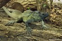 Hydrosaurus weberi