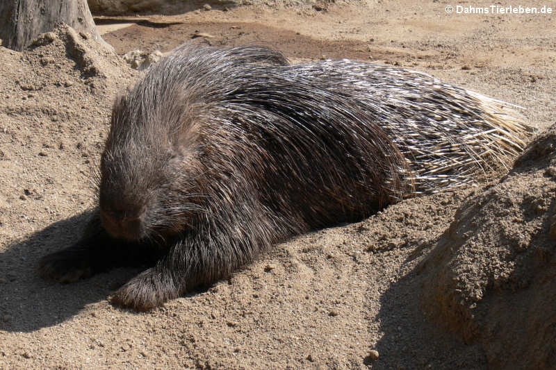 Hystrix indica