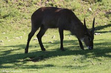 Defassa-Wasserbock (Kobus ellipsiprymnus defassa) im Zoo Neuwied