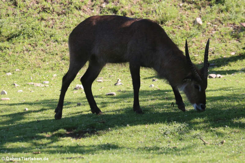 Kobus ellipsiprymnus defassa