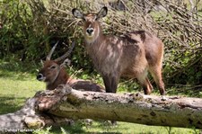 Defassa-Wasserböcke (Kobus ellipsiprymnus defassa) im Zoo Neuwied