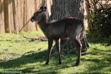 Defassa-Wasserbock (Kobus ellipsiprymnus defassa) im Zoo Neuwied