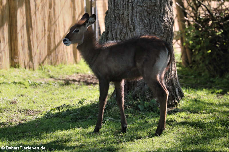 Kobus ellipsiprymnus defassa-3