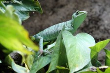 Kronenbasilisk (Laemanctus longipes) im Zoo Neuwied