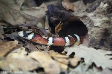 Arizona Königsnatter (Lampropeltis pyromelana) im Zoo Neuwied