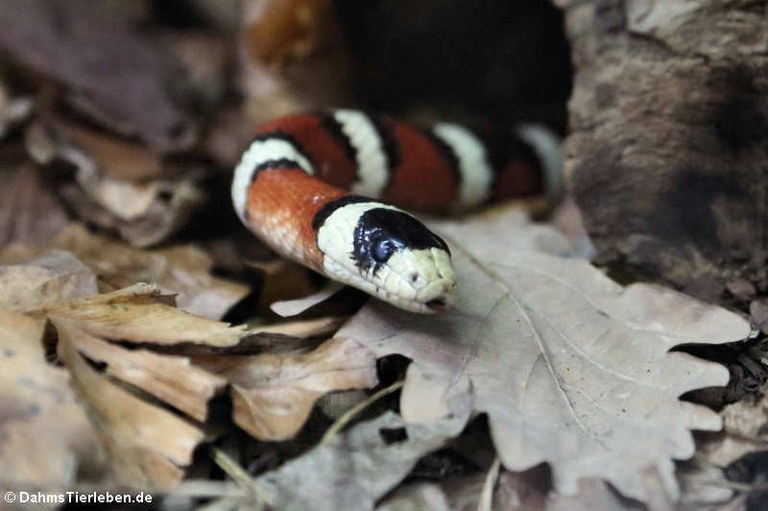 Lampropeltis pyromelana