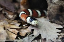 Arizona Königsnatter (Lampropeltis pyromelana) im Zoo Neuwied