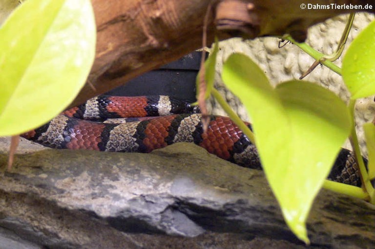 Lampropeltis triangulum