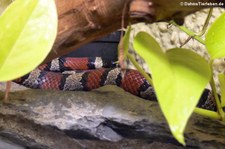 Rote Königsnatter (Lampropeltis triangulum) im Zoo Neuwied