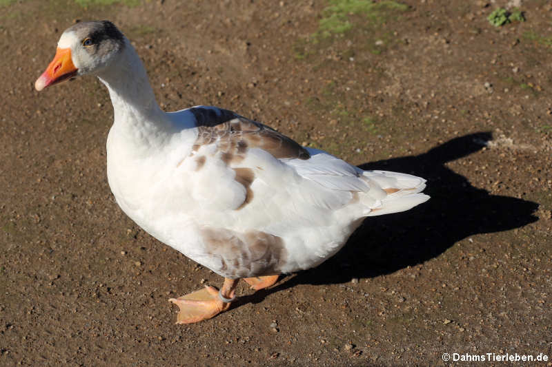 Leinegans (Anser anser f. domestica)