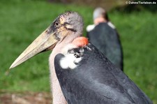 Marabu (Leptoptilus crumenifer) im Zoo Neuwied