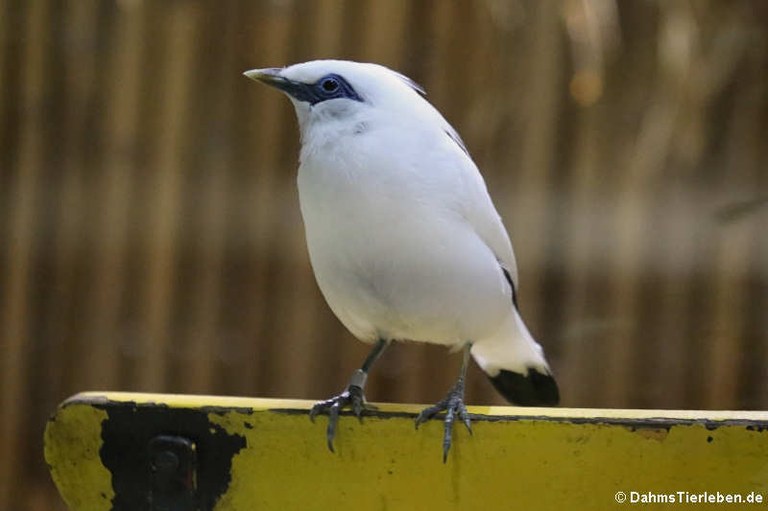 Leucopsar rothschildi