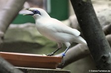 Balistar (Leucopsar rothschildi) im Zoo Neuwied