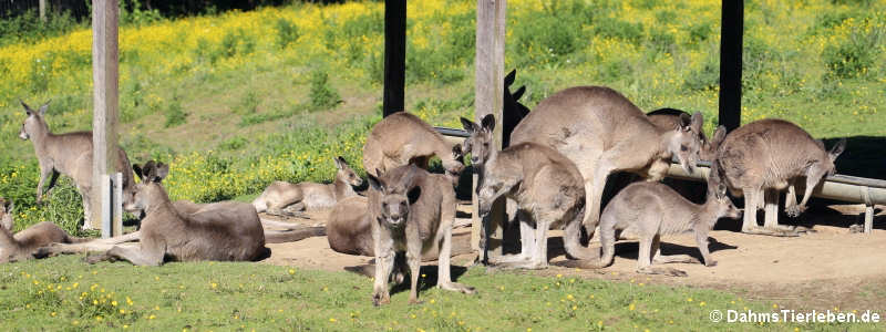 Östliche Graue Riesenkängurus (Macropus giganteus)