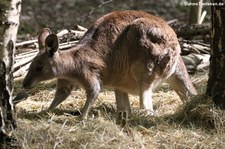 Östliches Graues Riesenkänguru (Macropus giganteus) im Zoo Neuwied