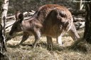 Macropus giganteus