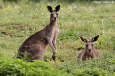 Östliche Graue Riesenkängurus (Macropus giganteus) im Zoo Neuwied