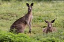 Macropus giganteus