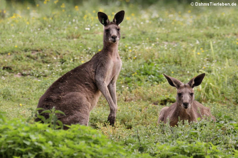 Macropus giganteus