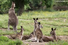 Östliche Graue Riesenkängurus (Macropus giganteus) im Zoo Neuwied