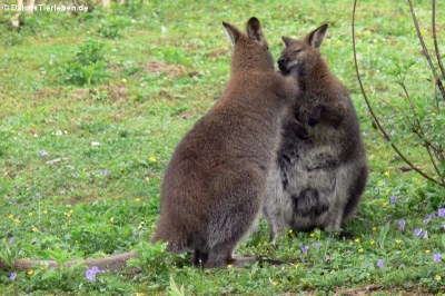 Bennett-Kängurus (Notamacropus rufogriseus rufogriseus)