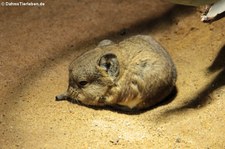 Kurzohrrüsselspringer (Macroscelides proboscideus) im Zoo Neuwied