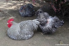 Mechelner Hühner (Gallus gallus forma domestica) im Zoo Neuwied