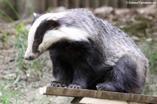 Europäischer Dachs (Meles meles) im Zoo Neuwied