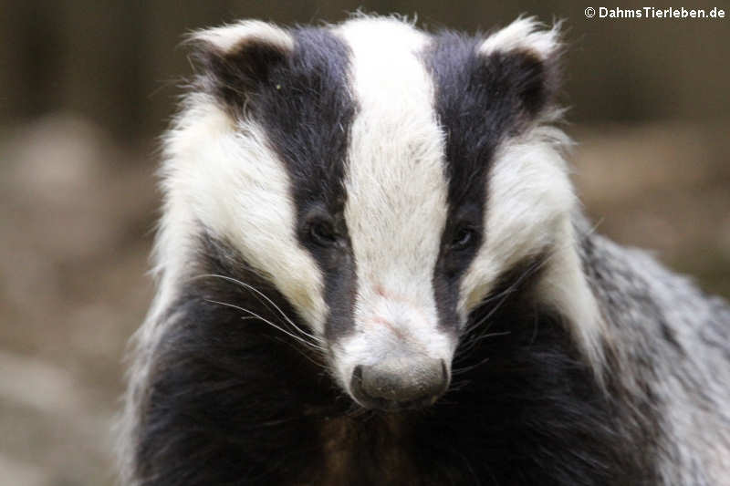 Europäischer Dachs Meles meles-1