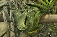 Grüner Baumpython (Morelia viridis) im Zoo Neuwied