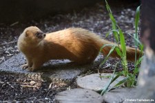 Feuerwiesel (Mustela sibirica) im Zoo Neuwied