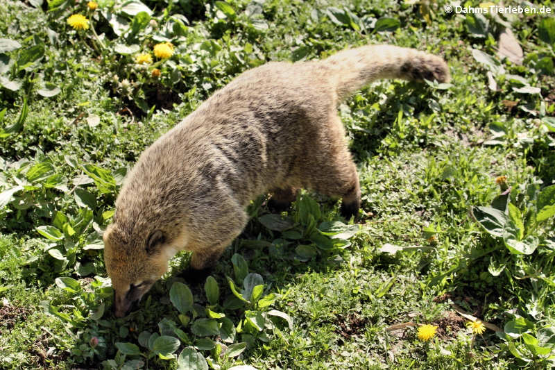 Südamerikanischer Nasenbär Nasua nasua-2