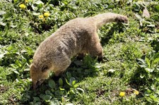 Südamerikanischer Nasenbär (Nasua nasua) im Zoo Neuwied