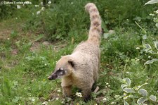 Südamerikanischer Nasenbär (Nasua nasua) im Zoo Neuwied