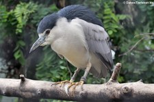 Nachtreiher (Nycticorax nycticorax) im Zoo Neuwied