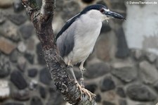 Nachtreiher (Nycticorax nycticorax) im Zoo Neuwied