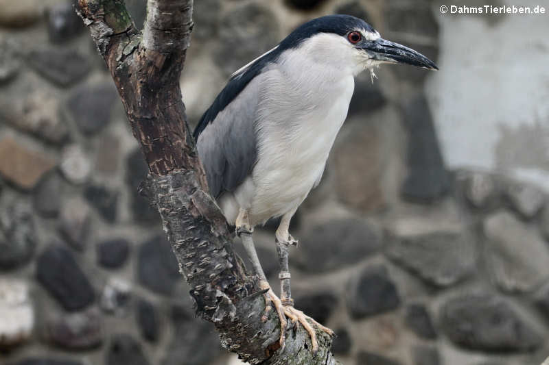 Nycticorax nycticorax